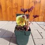 Pivónia žltá (Paeonia Intersectional hybridy) ´BARTZELLA´ - výška 10-20 cm, kont. C1L